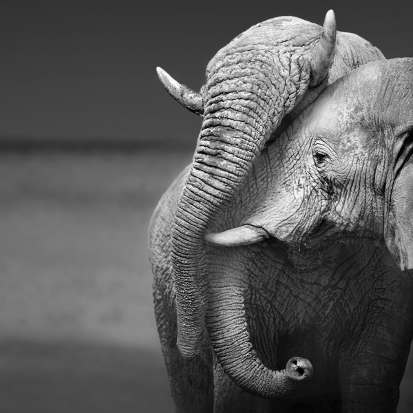 Happy Partner… Healthier Life?